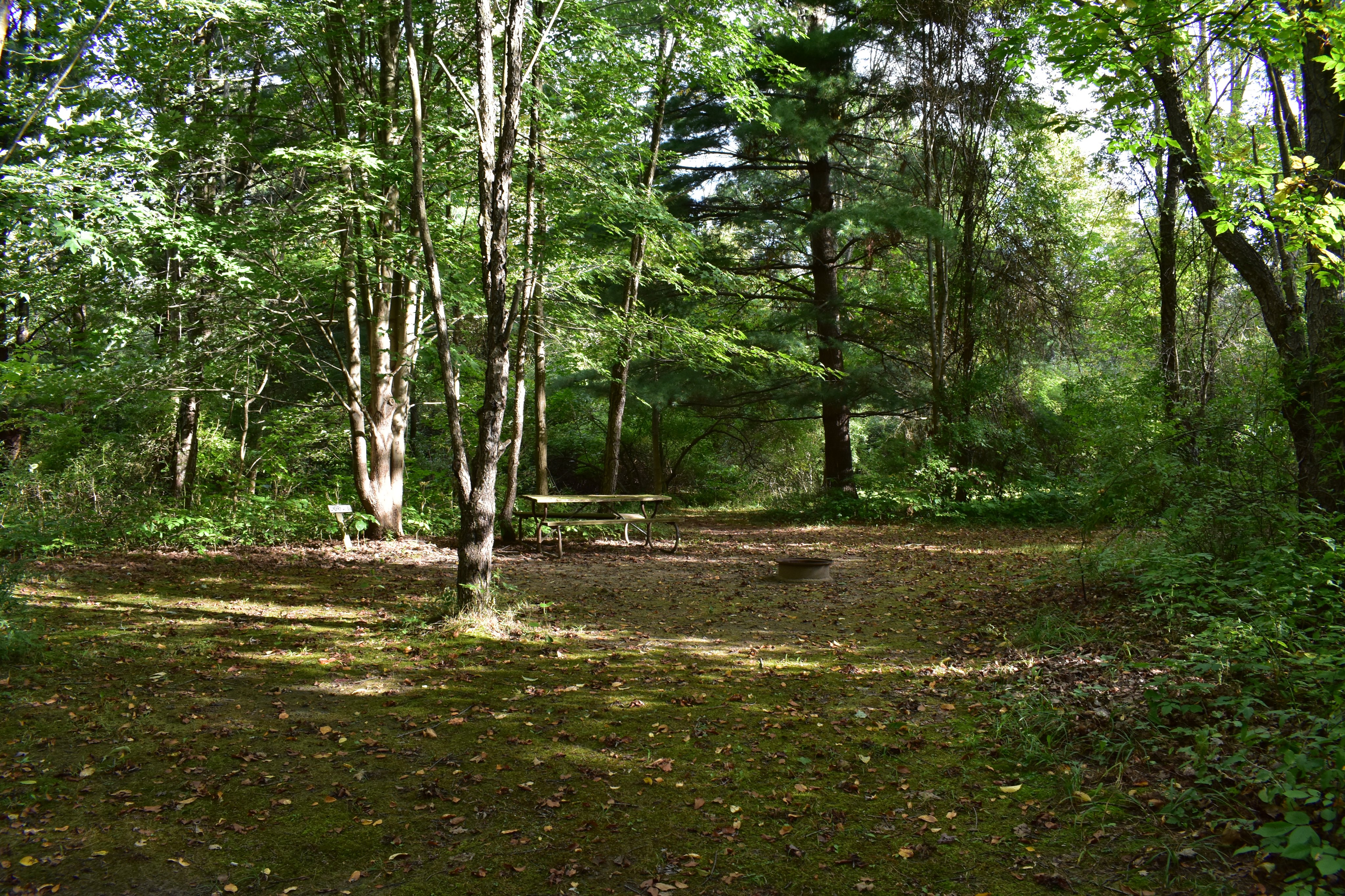 Rustic wooded campsite with a picnic table and fire ring